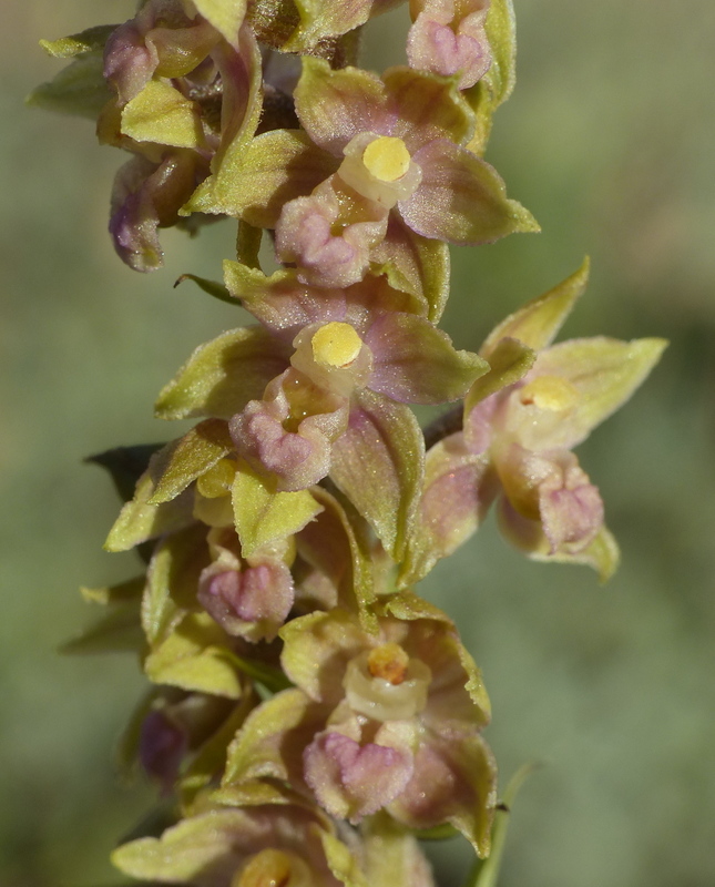 Le belle Epipactis sulle praterie di Campo Imperatore (AQ)  luglio 2025.